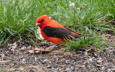 Bird Feeder TV