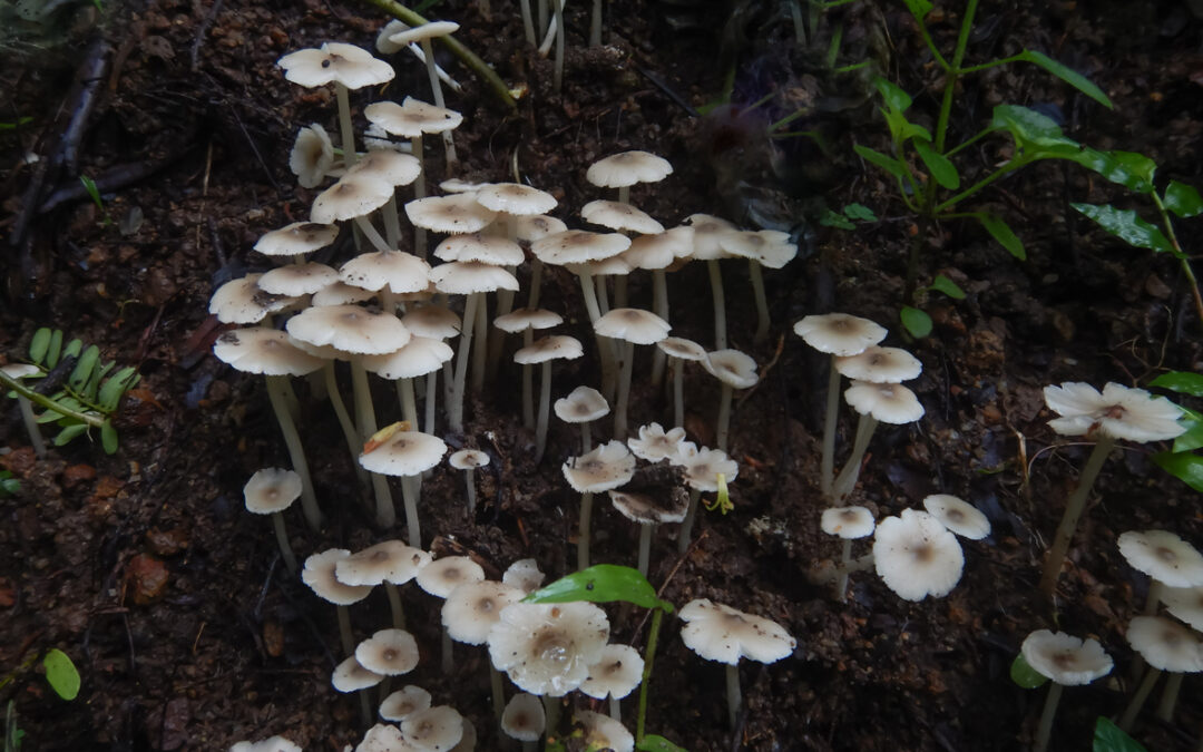 Mushrooms!!!